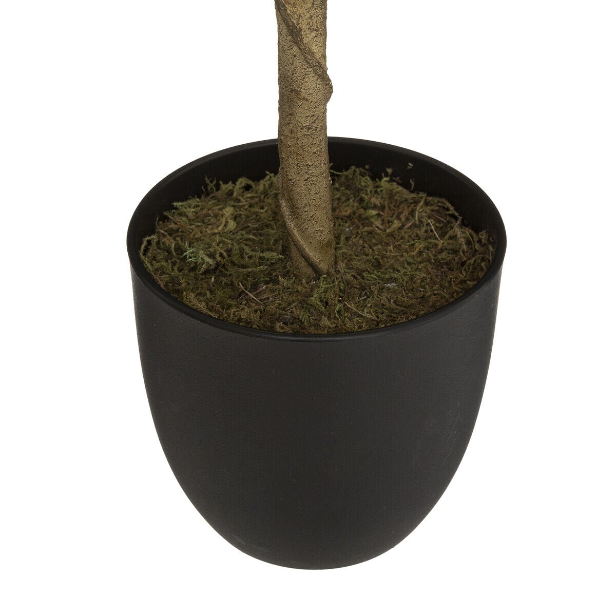Limonero Con Maceta 73Cm, , large