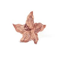 Haste Poinsétia Rosa Com Glitter 25cm