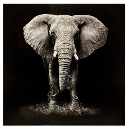 Quadro decorativo elefante, , large