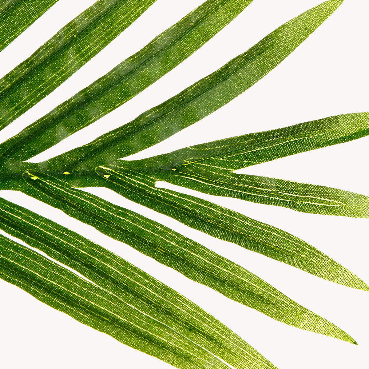 Planta palmeira artificial 170cm, , large