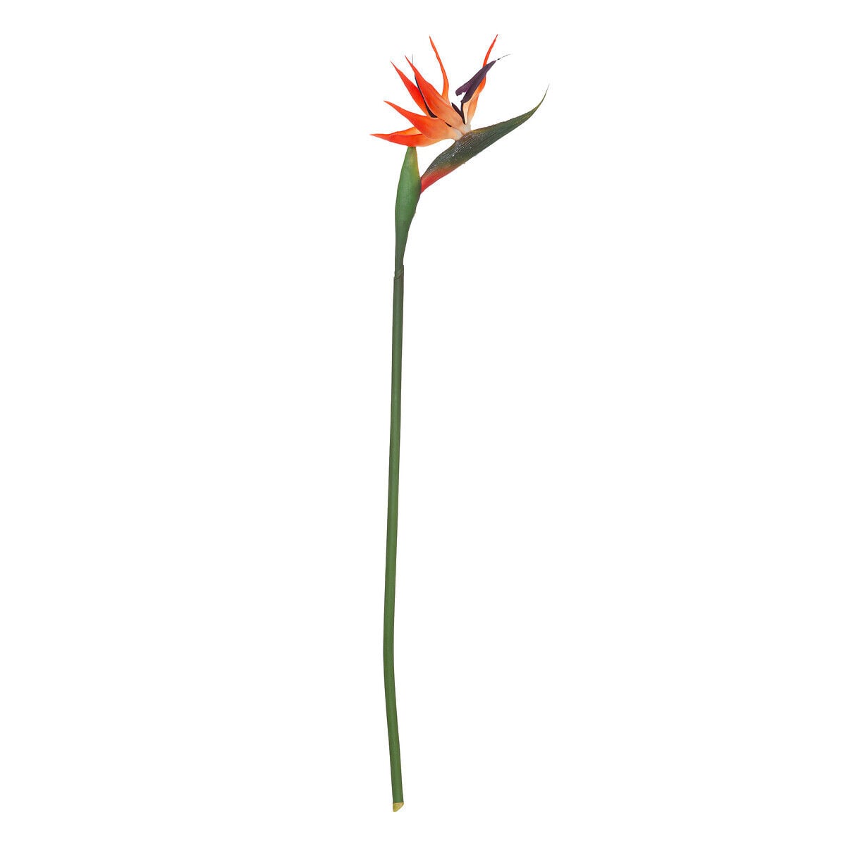 Haste de estrelícia 83cm, , large