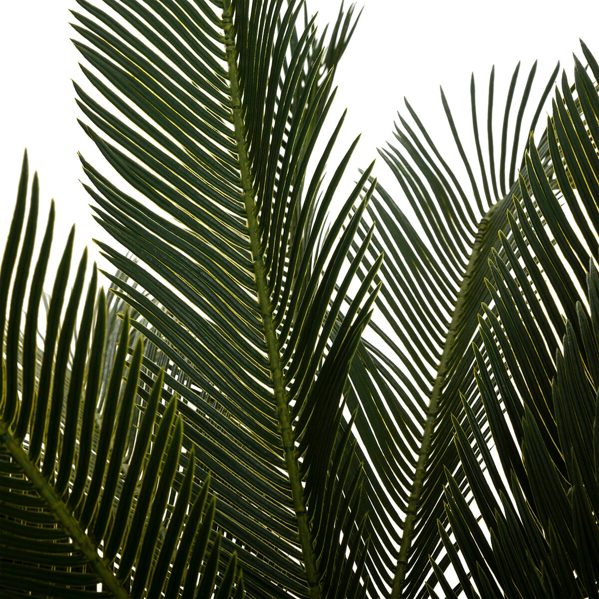 Palmera Pi&ntilde;a Con Maceta 93Cm