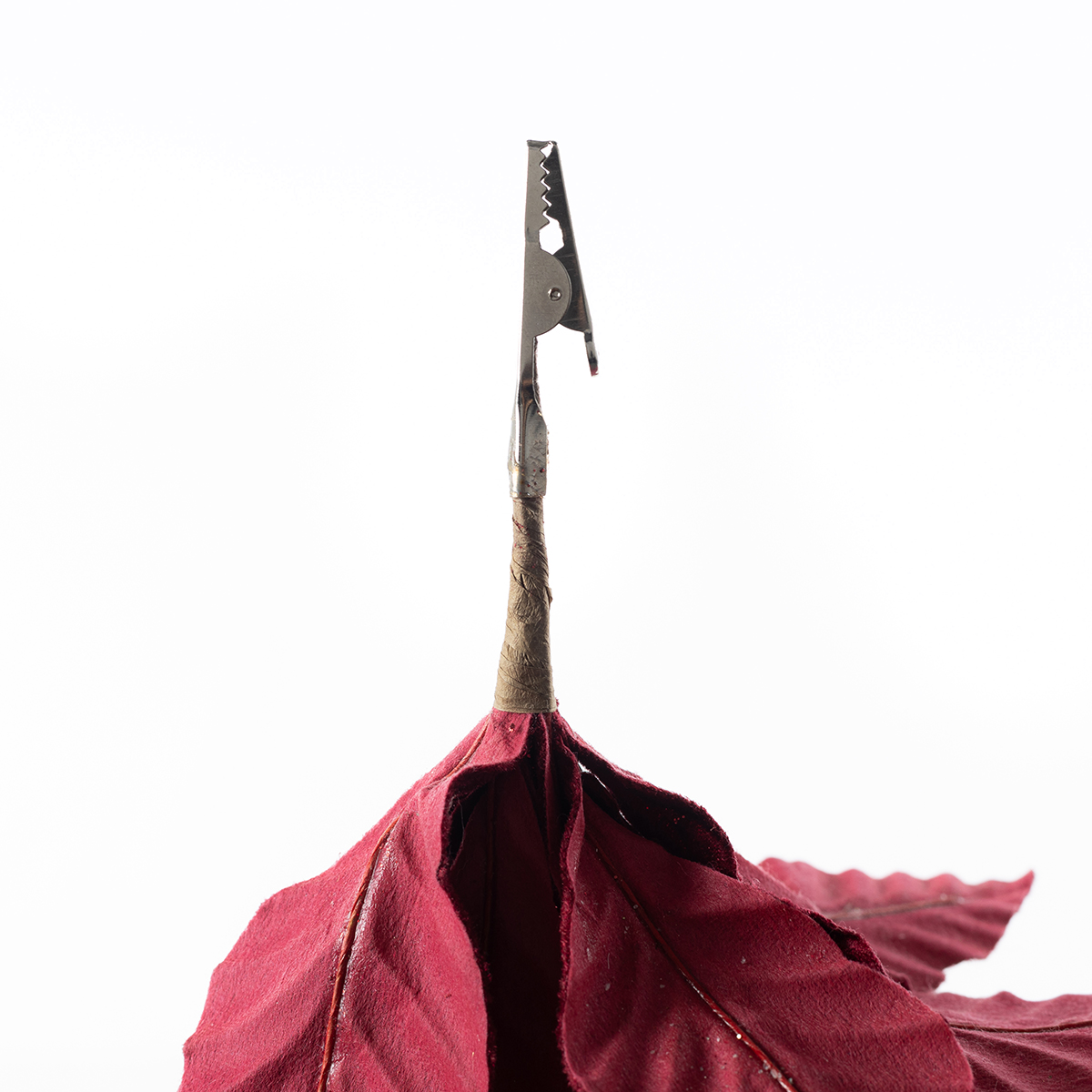 Poinsétia Veludo Vermelha Com Mola