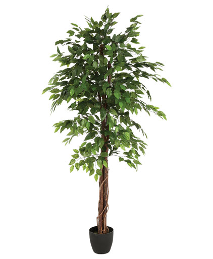 Planta Artificial Ficus Com Vaso 180cm