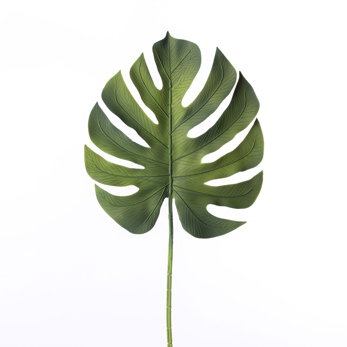 Rama Hoja Costilla De Adán Verde 85cm