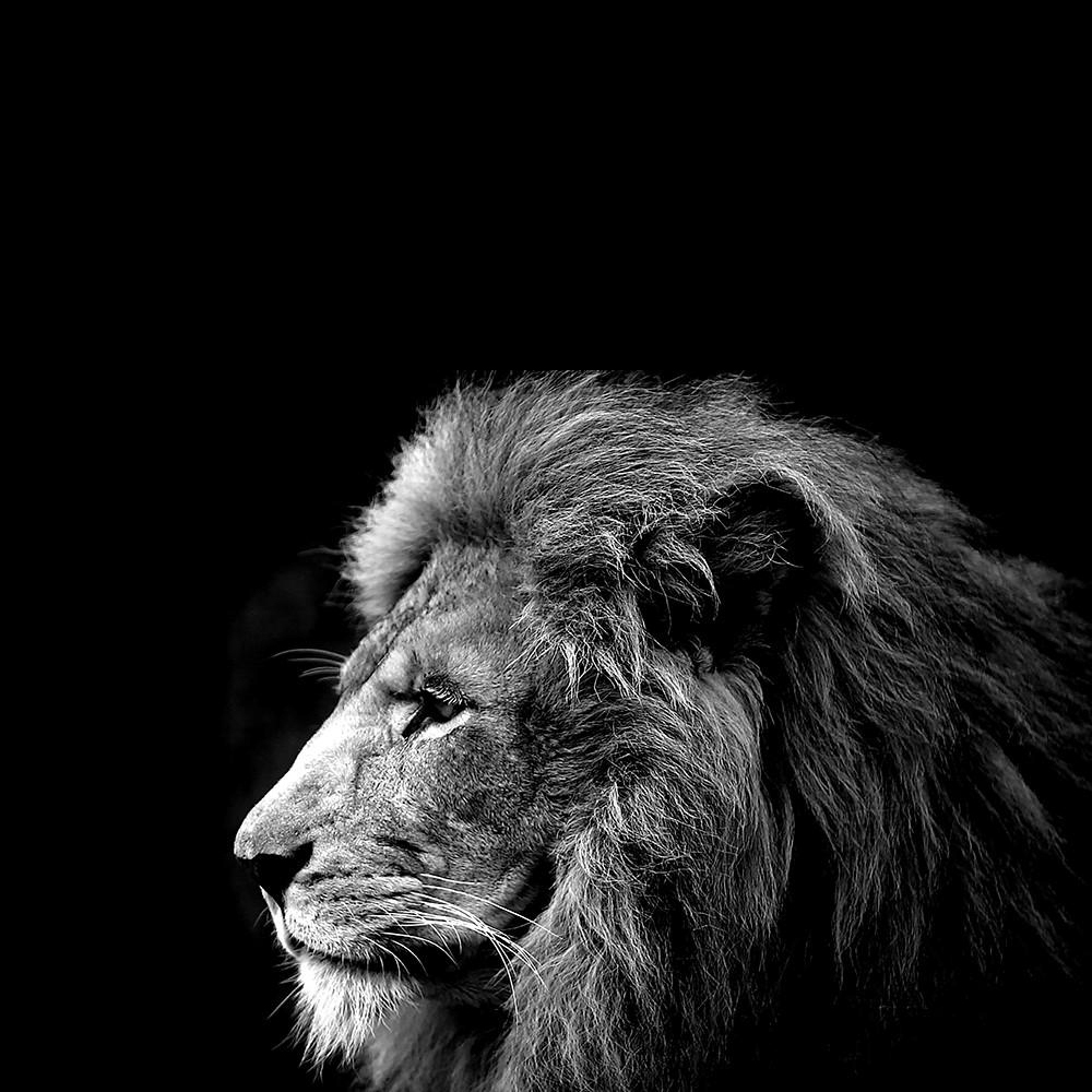 Cuadro Deco León Negro/Blanco 78x118Cm