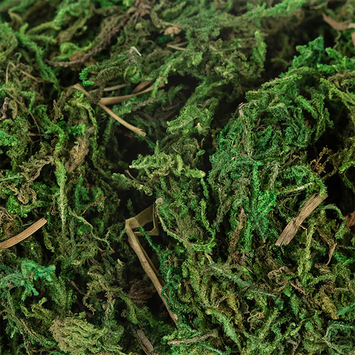 Musgo Decorativo