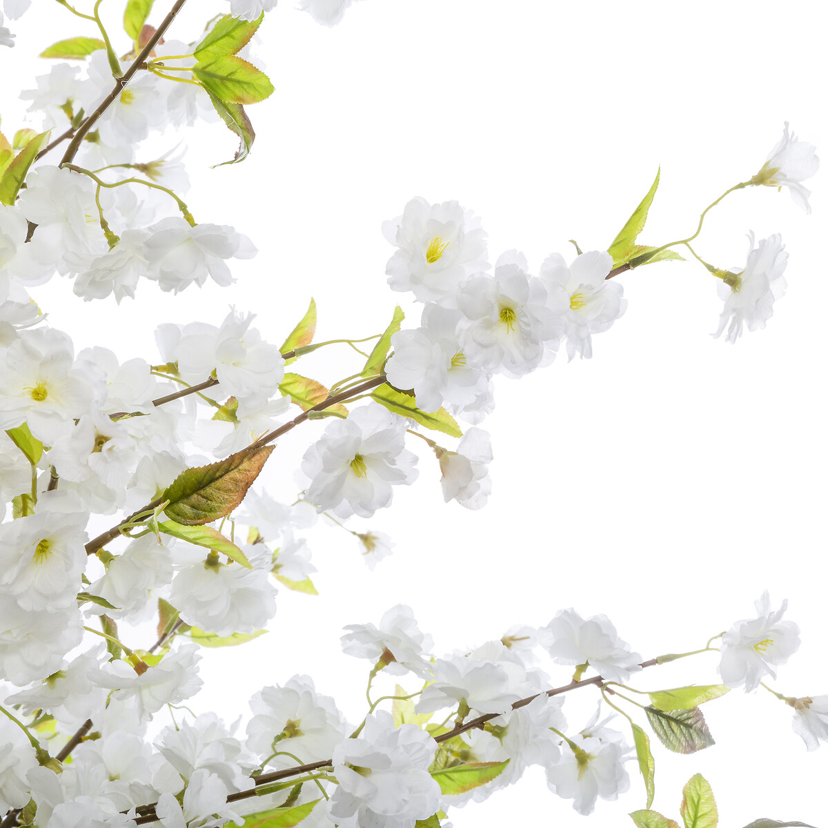 Planta De Cerezo Blanco 60x200Cm