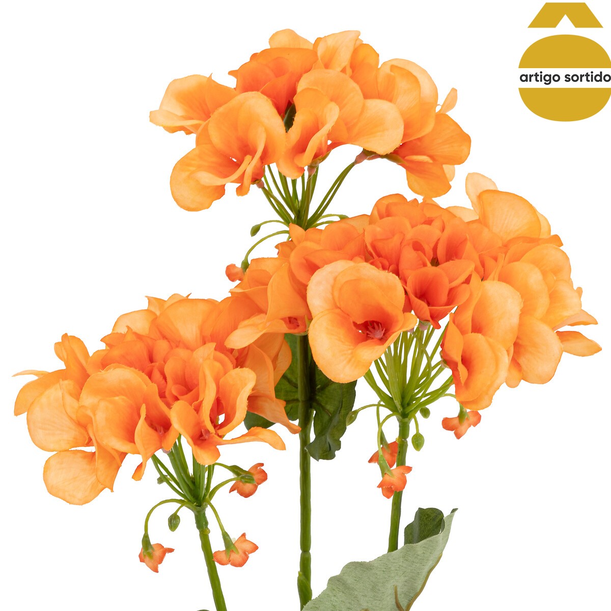 Haste Pelargonium 69cm