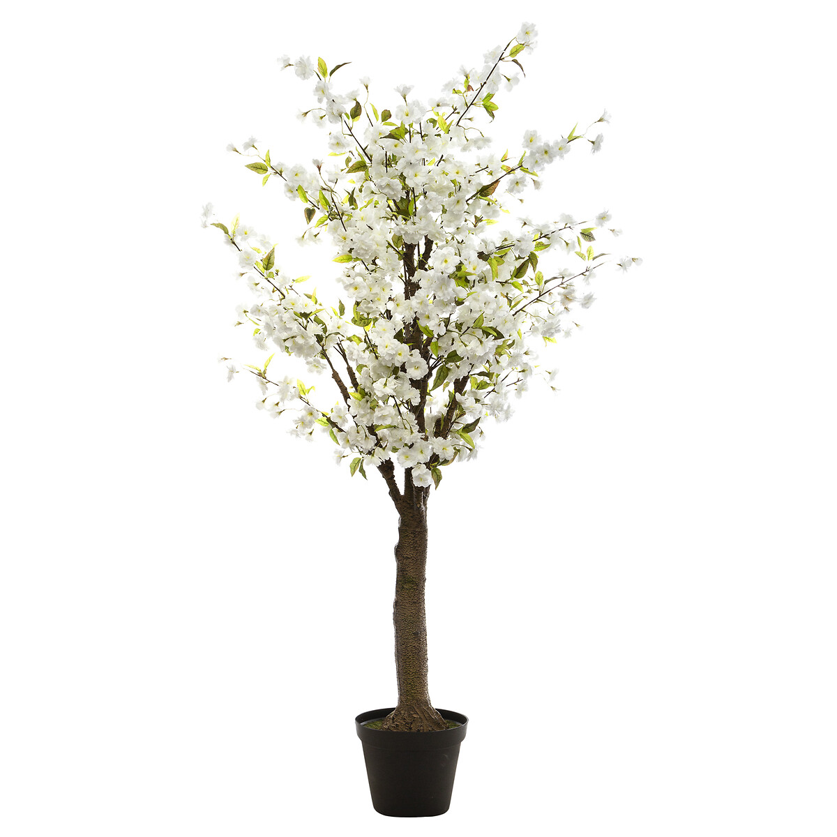Planta De Cerezo Blanco 60x200Cm
